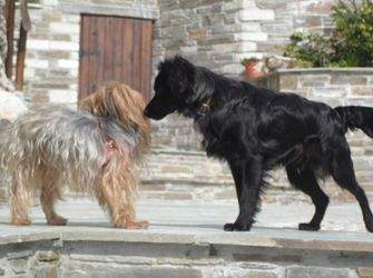 Χριστουγεννιάτικο bazaar για τα αδέσποτα