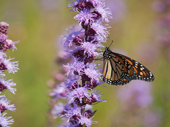 «Σαρκοβόρα Φυτά» στο Life του ΣΚΑΪ