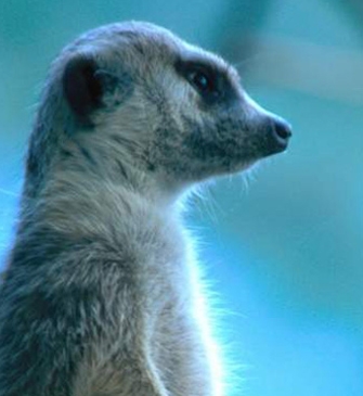 Parti Animals στον ΣΚΑΪ