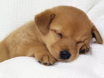 «Οι Φίλοι μας τα ζώα», στη cinemania