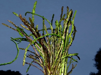 Εποχιακές Γεύσεις: Τα Σπαράγγια