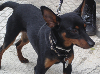 Αδέσποτα και Εθελοντισμός