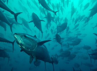 «The Last Catch»: ένα ντοκιμαντέρ-αφιέρωμα από το CineDoc