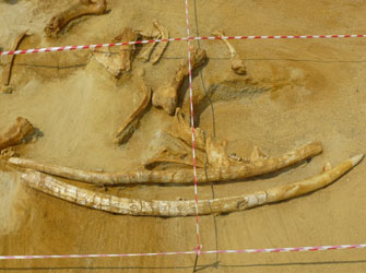 Στο Γκίνες οι μεγαλύτεροι χαυλιόδοντες που ανακαλύφθηκαν στα Γρεβενά