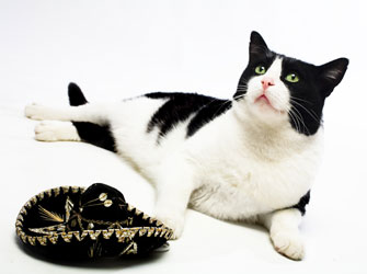 Ένας… Γάτος στην Ταινιοθήκη