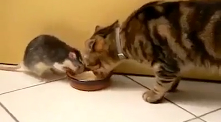 Πρόσκληση σε γεύμα από ποντίκι σε… γάτα