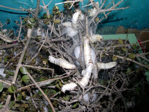 Δήμος Σουφλίου