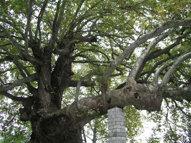 Πανέμορφες βόλτες για όλους στο Πήλιο