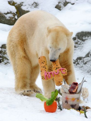 Τεσσάρων χρονών έγινε ο Κνουτ και γιόρτασε με λαχταριστά δώρα