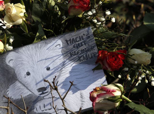 Από εγκεφαλική νόσο πέθανε ο αγαπημένος πολικός αρκούδος Κνουτ