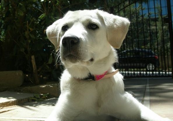 Υποχρεωτική η ηλεκτρονική σήμανση όλων των κατοικίδιων και των αδέσποτων