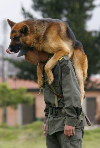 Αστυνομικούς σκύλους αποκτούν και τα ΕΚΑΜ