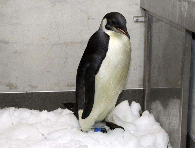 Αναρρώνει στο παγωμένο του δωμάτιο στη Νέα Ζηλανδία ο πιγκουίνος από την Ανταρκτική