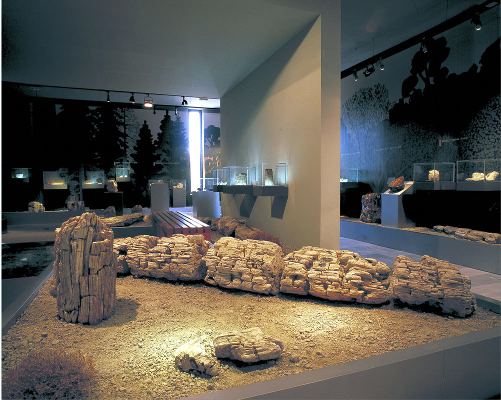 Καλοκαιρινές εκδηλώσεις «Γιορτές της Γης» στο Μουσείο Φυσικής Ιστορίας Απολιθωμένου Δάσους Λέσβου