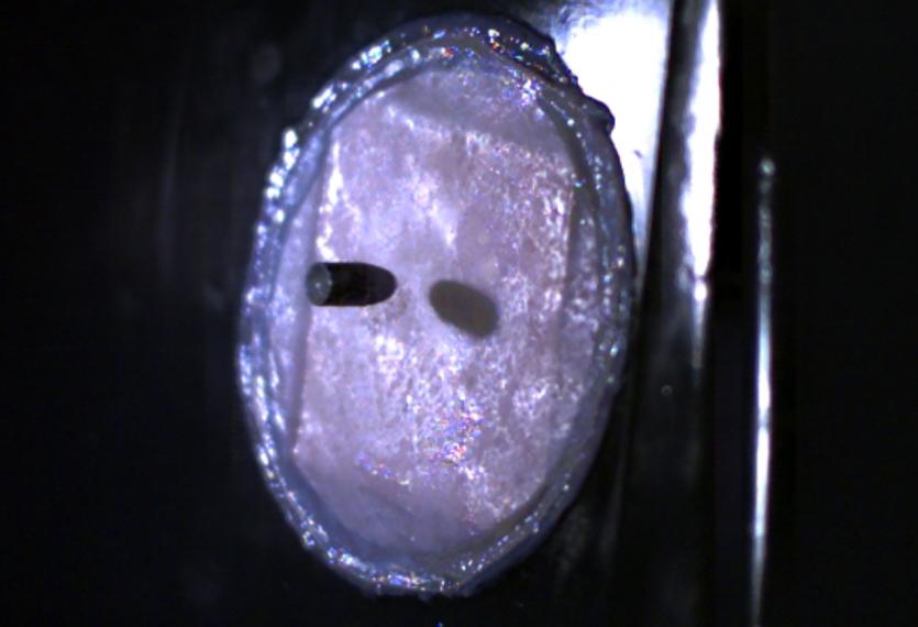 Με την προσθήκη μεταξιού αράχνης, το δέρμα γίνεται αλεξίσφαιρο