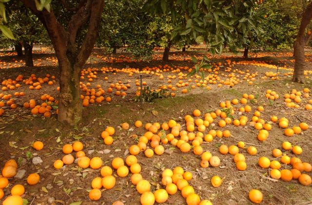 Στο 94% το ποσοστό αυτάρκειας της Ελλάδας σε βασικά αγροτικά διατροφικά προϊόντα