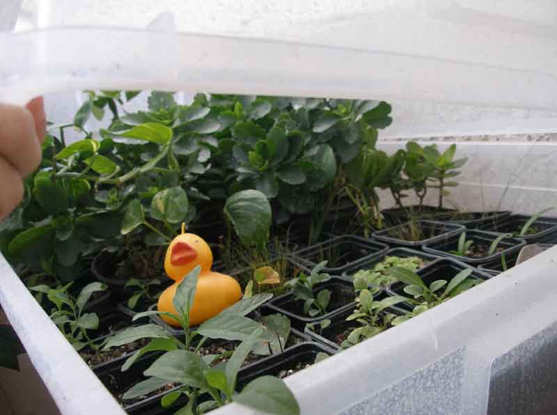 Ποιές εργασίες χρειάζεται ο κήπος μου τον Φεβρουάριο