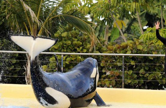 Πέντε φάλαινες όρκα «μήνυσαν» το θαλάσσιο πάρκο SeaWorld