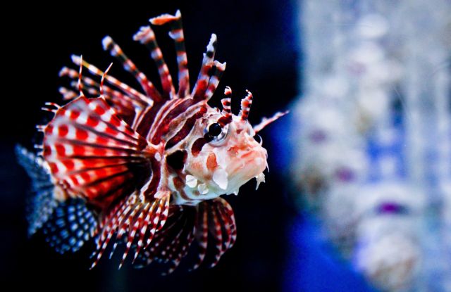 Τα περισσότερα ψάρια της θάλασσας «είχαν προγόνους του γλυκού νερού»