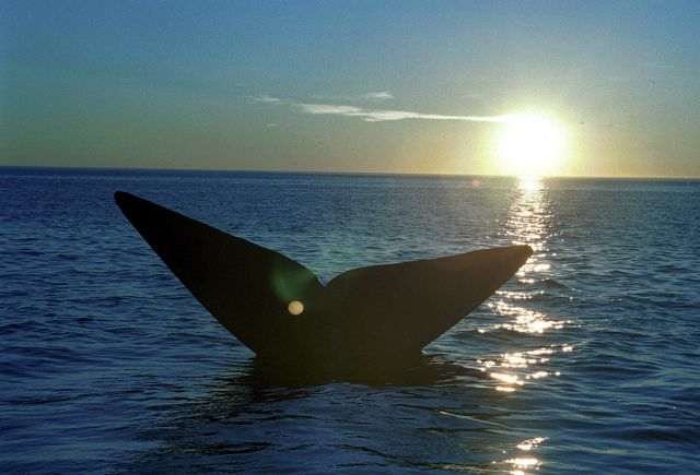 Από χρόνιο στρες λόγω ηχορύπανσης δείχνουν να υποφέρουν οι φάλαινες