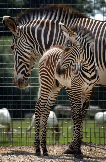 Η παραλλαγή της ζέβρας «διώχνει τις αλογόμυγες»