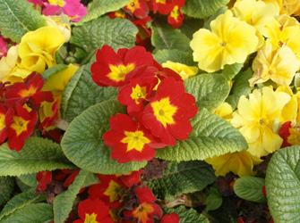 Πολύχρωμες Πριμούλες