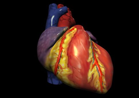 Αυτόλογα βλαστοκύτταρα διορθώνουν τις βλάβες μετά το έμφραγμα