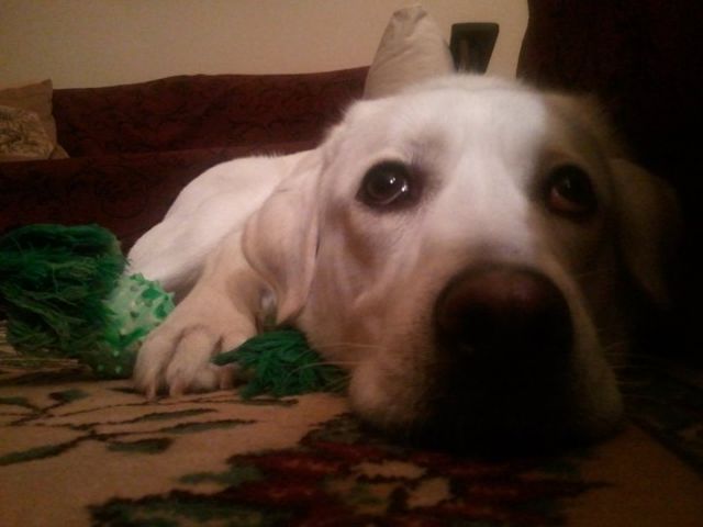 Συνδρομητικό κανάλι μόνο για σκύλους κάνει πρεμιέρα στο Σαν Ντιέγκο