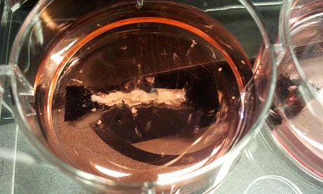 Συνθετικό κρέας «θα προσγειωθεί στο πιάτο μας εντός του έτους»