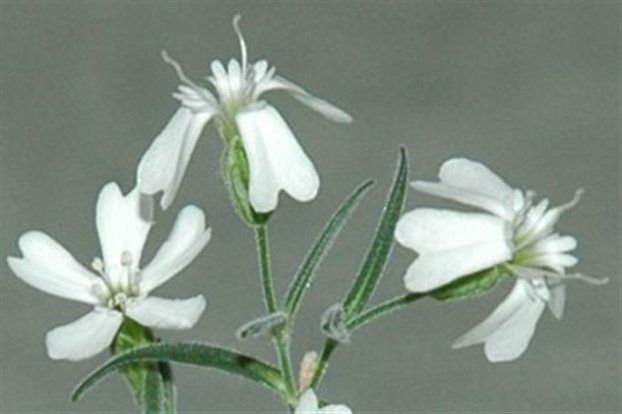 Σπόροι που θάφτηκαν από σκίουρους φυτρώνουν 30.000 χρόνια μετά