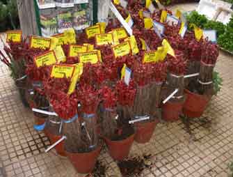 Φυτεύω γυμνόριζα φυτά