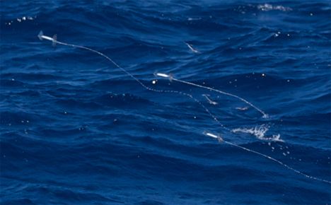 Ορισμένα καλαμάρια «πετούν ταχύτερα από ό,τι κολυμπούν»