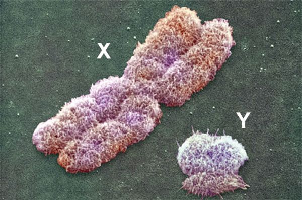 Καταρρίπτονται οι προβλέψεις για την εξαφάνιση των ανδρών