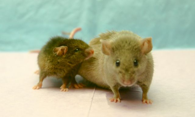 «Ξεχασμένη» πρωτεΐνη δείχνει να παρατείνει τη ζωή στα θηλαστικά
