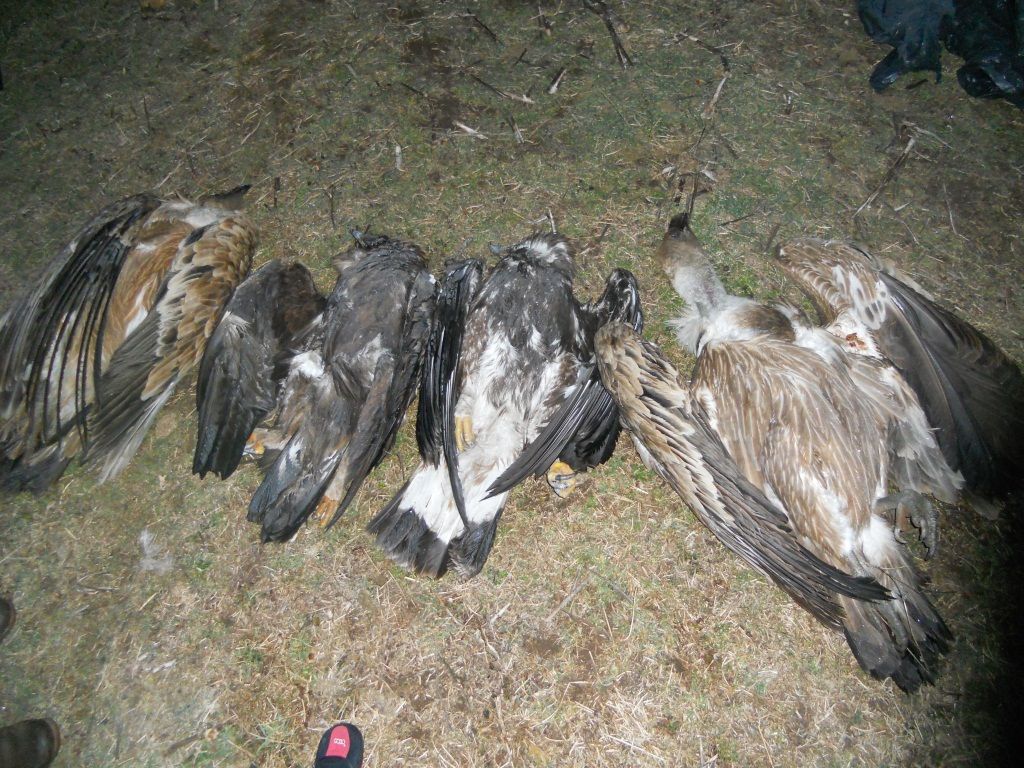 6 σπάνια αρπακτικά πουλιά βρέθηκαν δηλητηριασμένα στα στενά του Νέστου