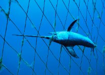 Σώστε τα ψάρια:Πανευρωπαϊκή καμπάνια από το WWF για τις θάλασσες και την αλιεία