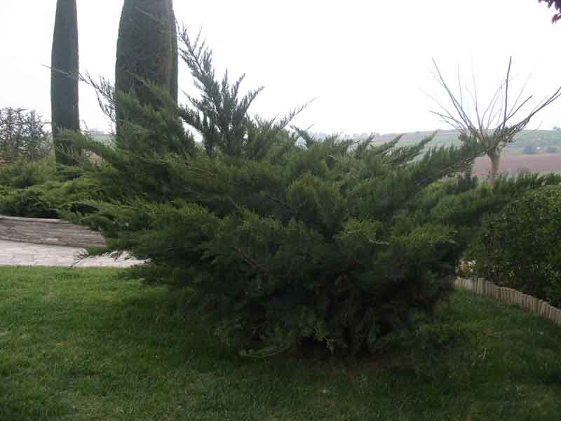 Στο…κρύο φυτεύω Κωνοφόρα