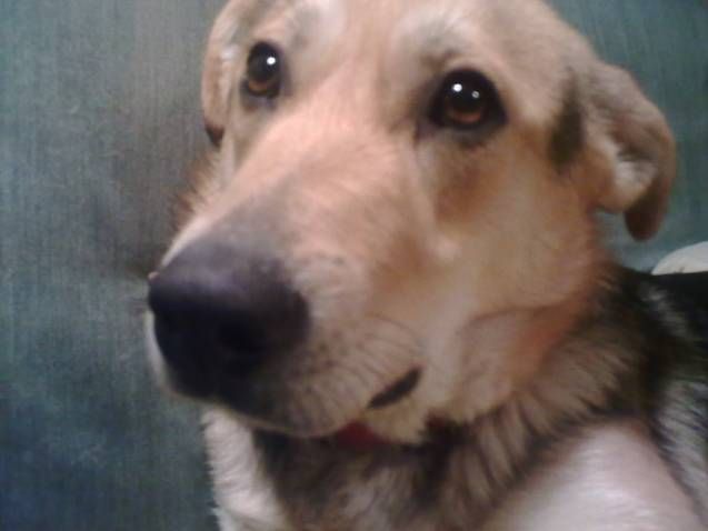 Οι σκύλοι διαθέτουν… κεντρικό σύστημα θέρμανσης