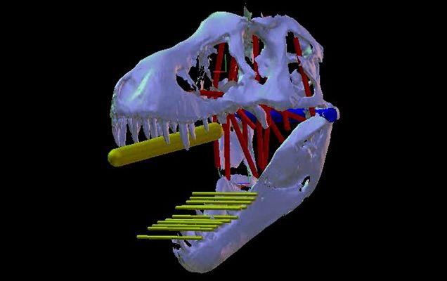 Tyrannosaurus rex, η ισχυρότερη μασέλα της Ιστορίας