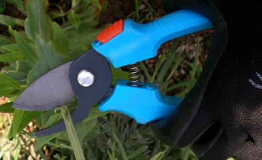 Ο Μάρτιος θέλει..τα κλαδέματά του σε κήπους και μπαλκόνια