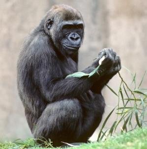 Το DNA του γορίλα έχει πολλές ομοιότητες με του ανθρώπου
