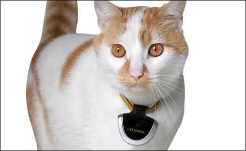 Περιλαίμιο με κάμερα αποκαλύπτει τι κάνουν τα κατοικίδια όταν ξεπορτίζουν