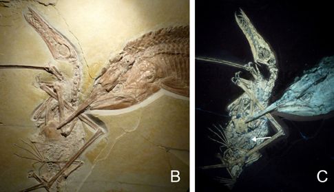 Ιουράσιο ψάρι τρώει πτερόσαυρο που έφαγε ψάρι
