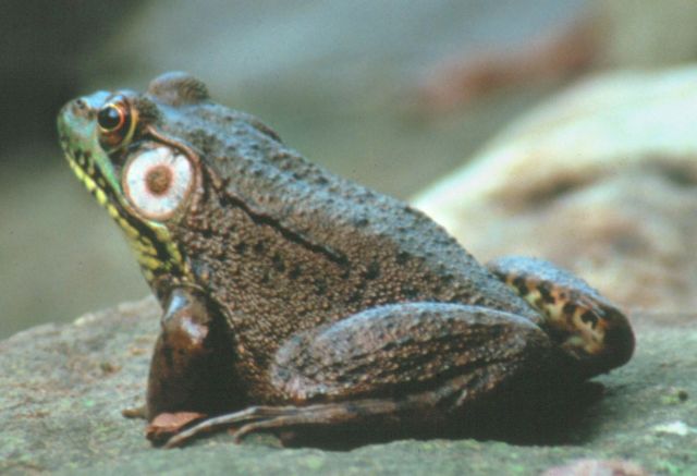 Νέο είδος βατράχου ανακαλύφθηκε στην πόλη της Νέας Υόρκης