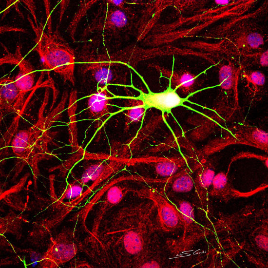 «Μεταμορφώσεις: Ματιές στο κύτταρο της ύπαρξης»