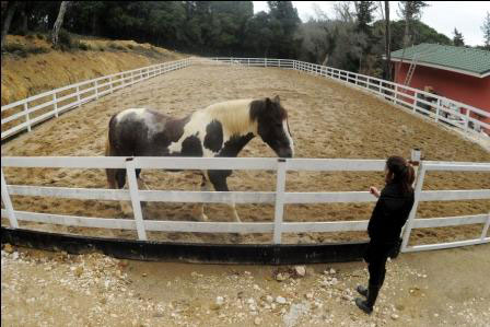 Θεραπευτική ιππασία στο Ιππικό Κέντρο Silvaland