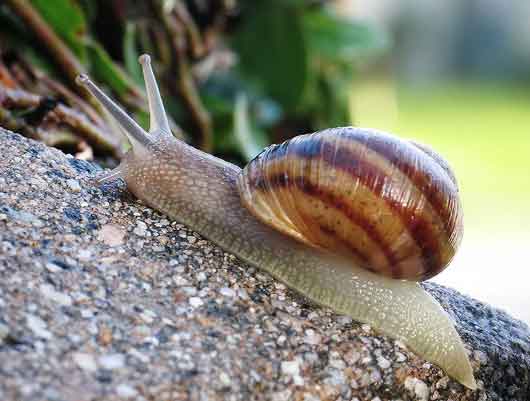 Εκτροφή Σαλιγκαριών – Μια νέα καλλιέργεια..με αποδόσεις