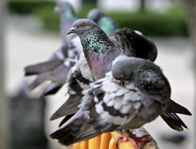 Ηχογραφημένες κραυγές πουλιών κρατούν καθαρό σταθμό της Νέας Υόρκης