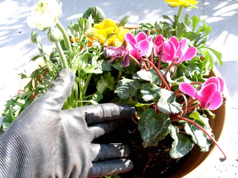 Σεμινάρια Κηπουρικής: “Κηπουρός στην πόλη”