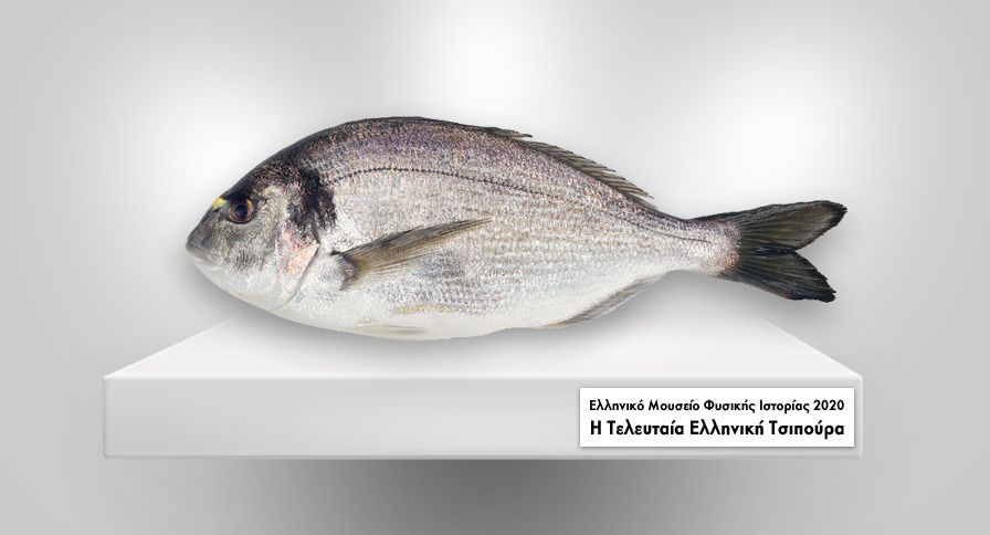 Greenpeace: Ελληνικά ψάρια στα πρόθυρα εξαφάνισης